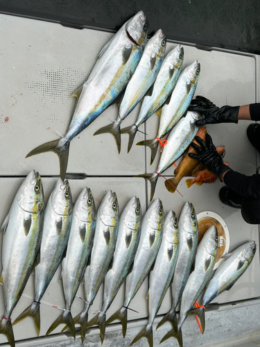 ヒラマサの釣果