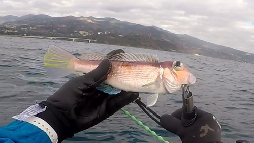 アマダイの釣果