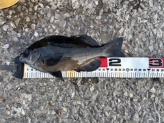 グレの釣果