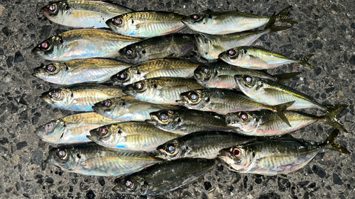 アジの釣果