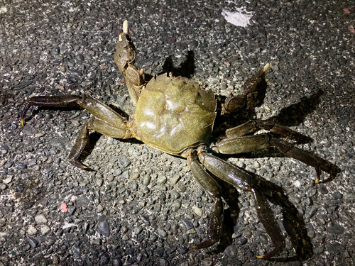 モクズガニの釣果