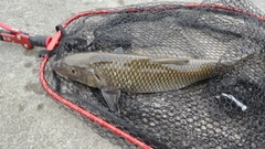 ニゴイの釣果
