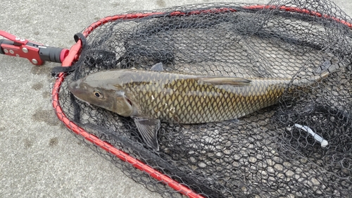 ニゴイの釣果