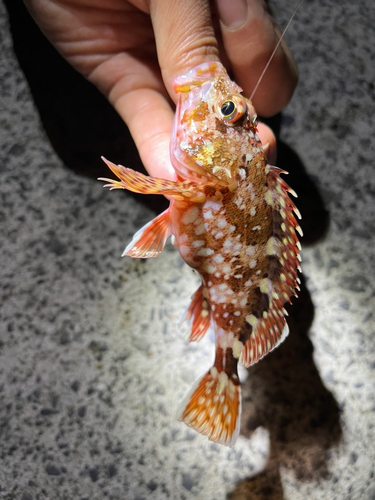 アオメバルの釣果