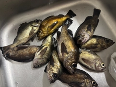メバルの釣果