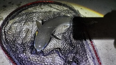 ボラの釣果