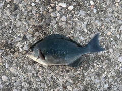 グレの釣果