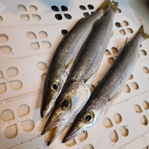 カマスの釣果