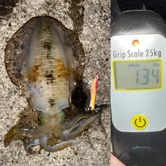 アオリイカの釣果