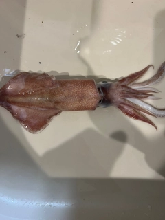 スルメイカの釣果