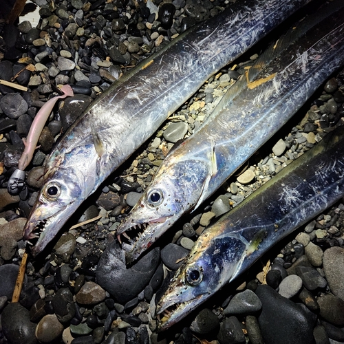 タチウオの釣果