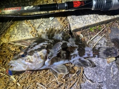 タケノコメバルの釣果