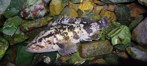 タケノコメバルの釣果