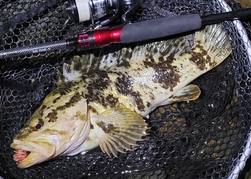 タケノコメバルの釣果