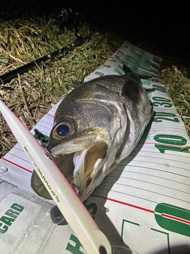 シーバスの釣果