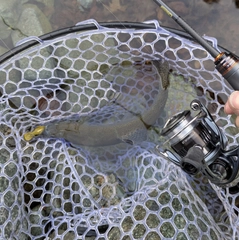 ニジマスの釣果