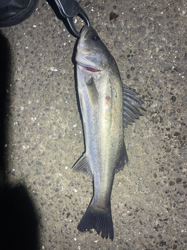 養老川臨海公園