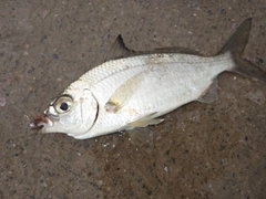 クロサギの釣果