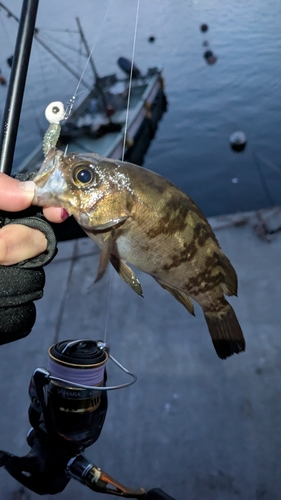 メバルの釣果