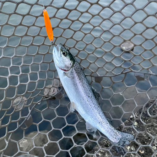 ニジマスの釣果