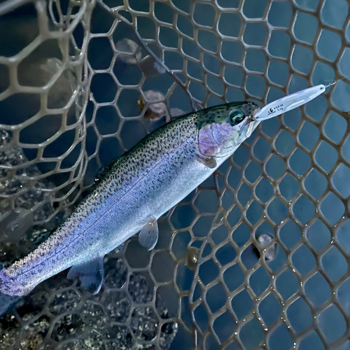 ニジマスの釣果