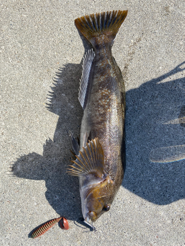 アイナメの釣果