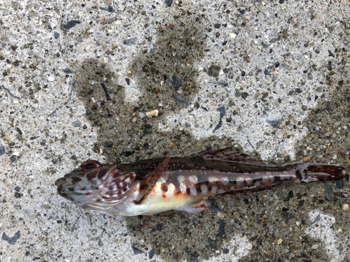 ハゼの釣果