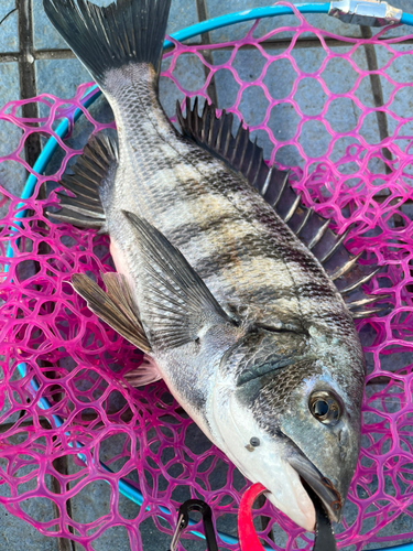 クロダイの釣果