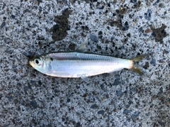 サッパの釣果