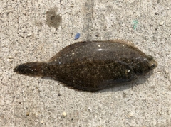 カレイの釣果