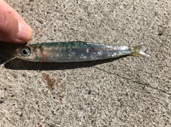 イワシの釣果