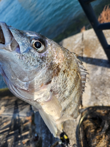 キビレの釣果