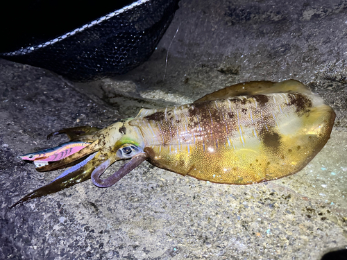 アオリイカの釣果