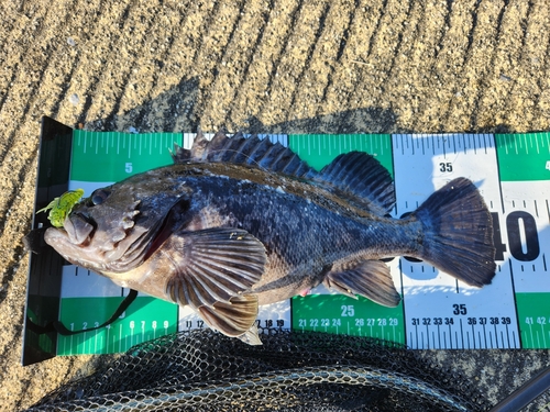 クロソイの釣果