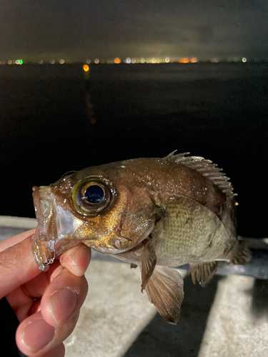 金沢水際線緑地（福浦岸壁）