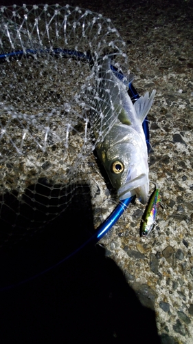 フッコ（マルスズキ）の釣果