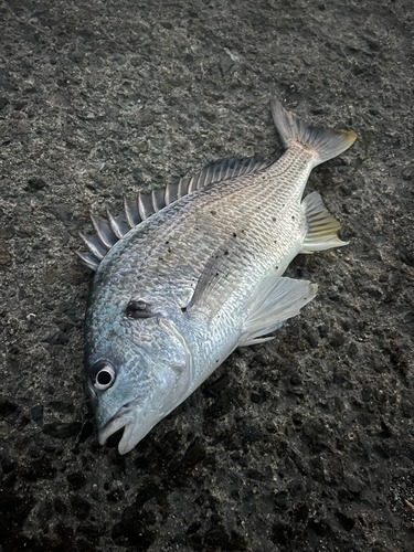 キビレの釣果