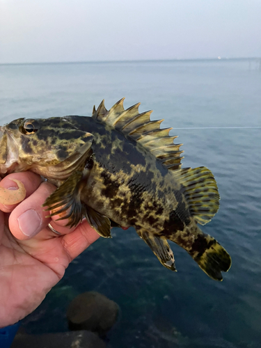 タケノコメバルの釣果