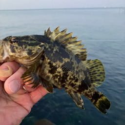 タケノコメバル