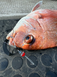 マダイの釣果