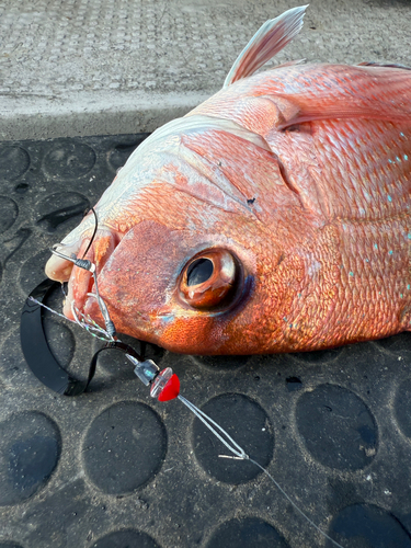 マダイの釣果