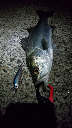 フッコ（マルスズキ）の釣果