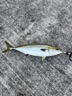 ブリの釣果