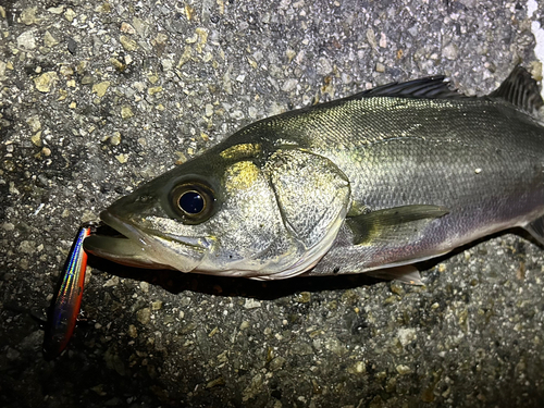 セイゴ（マルスズキ）の釣果