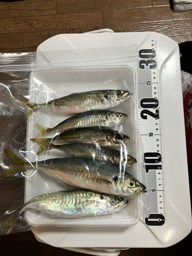 アジの釣果