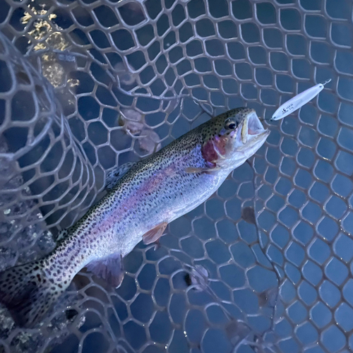 ニジマスの釣果