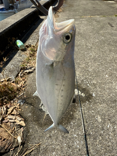 イケカツオの釣果