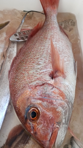 マダイの釣果