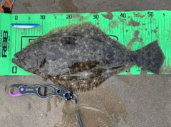 ヒラメの釣果
