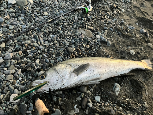 スズキの釣果